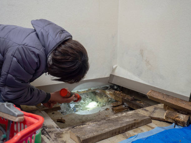 Best Asbestos and Lead Testing During Mold Inspection  in Park Ridge, IL