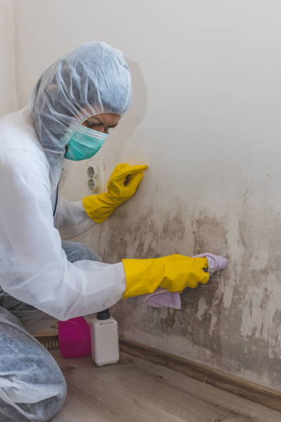 Best Mold Remediation for Healthcare Facilities  in Park Ridge, IL