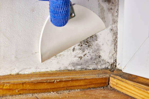 Best Mold Damage Restoration  in Park Ridge, IL